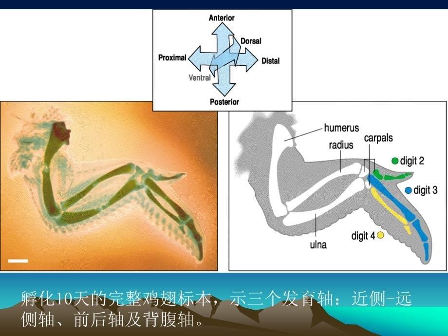 《发育生物学》教学课件：13 附肢的发育和再生_第5页