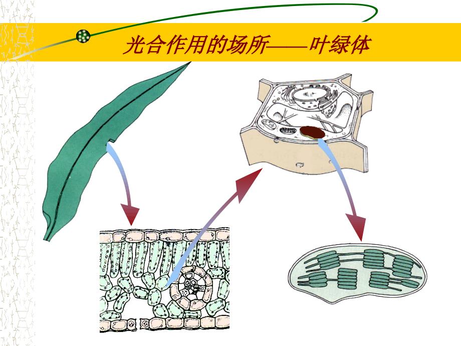 能量之源光合作用_第2页