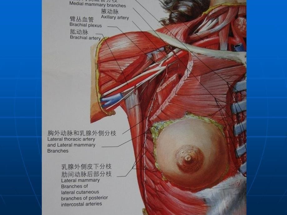 乳腺癌的手术治疗_第5页