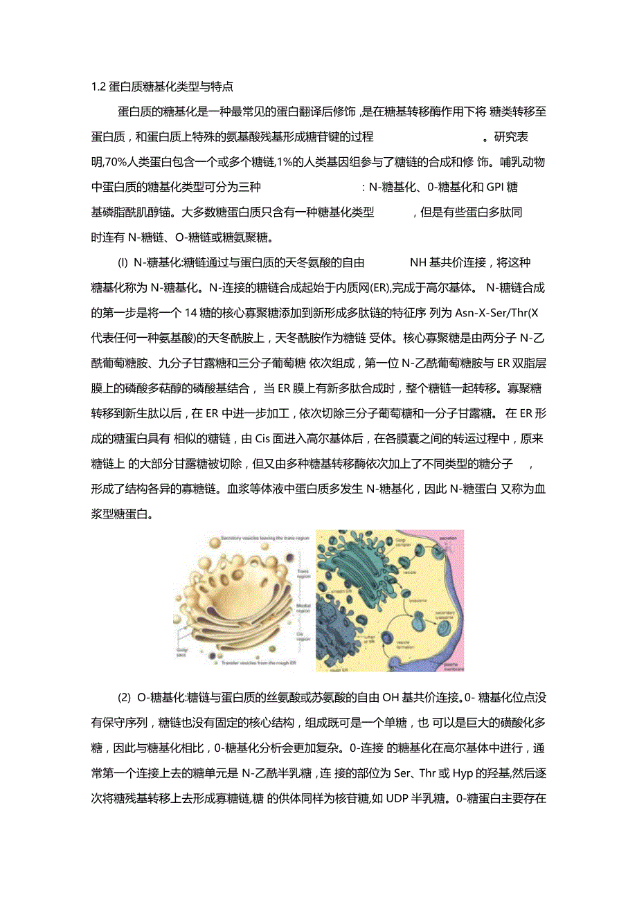 蛋白质糖基化类型与点_第1页
