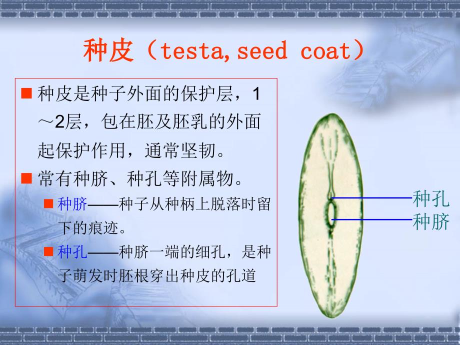 实验五植物的种子和幼苗_第4页