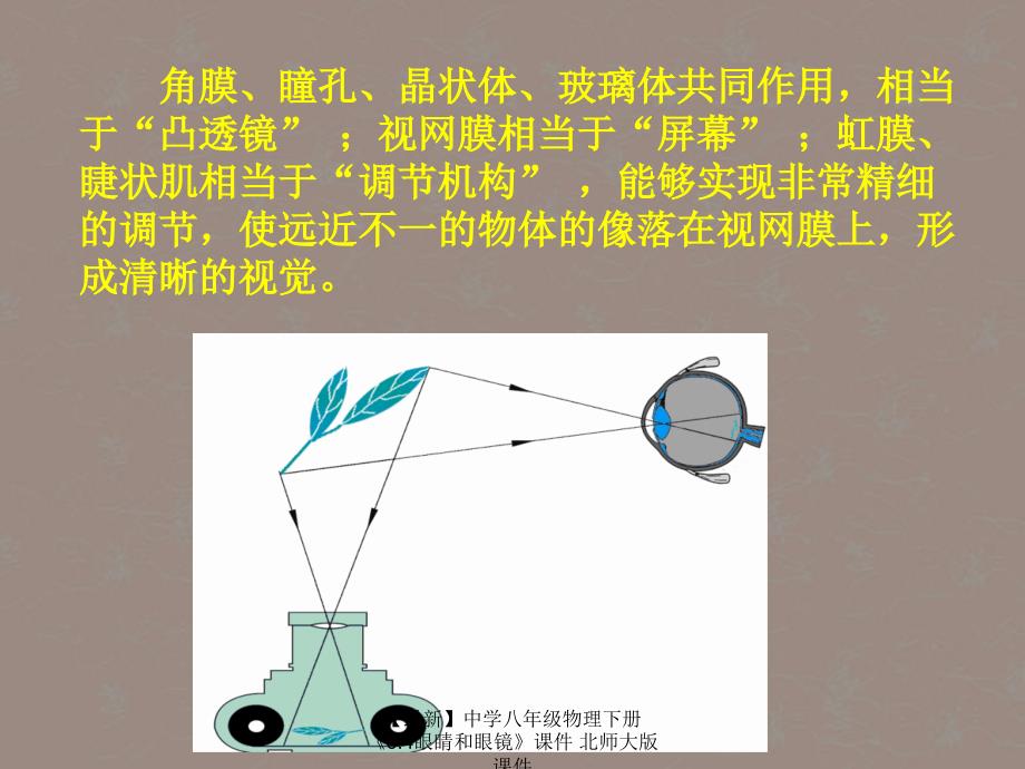 最新八年级物理下册6.4眼睛和眼镜北师大版_第3页