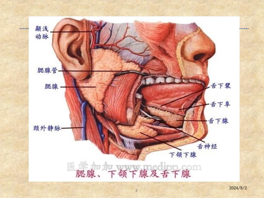 流行性腮腺炎健康教育PPT课件_第2页