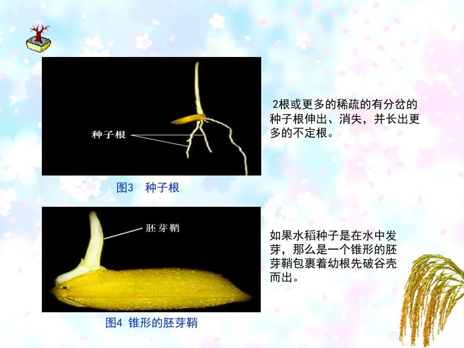 水稻植株形态_第4页