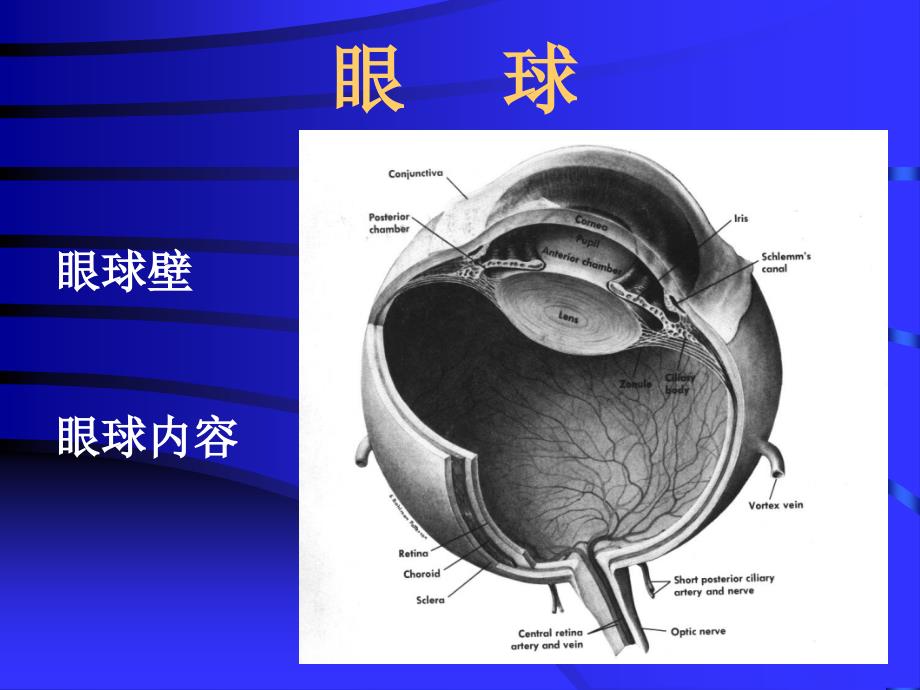 眼的解剖和生理专家专业_第4页