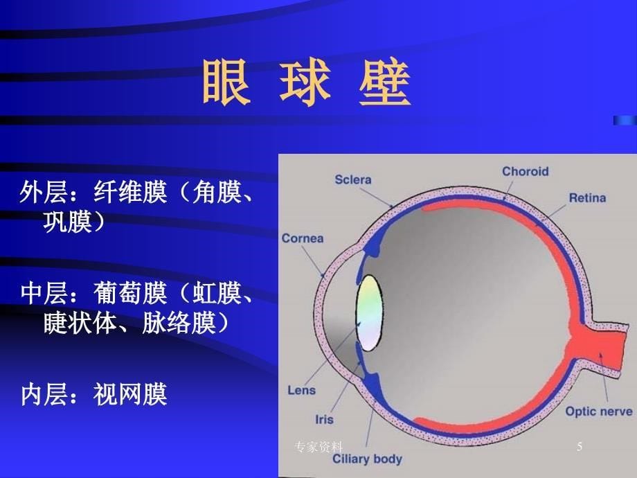 眼的解剖和生理专家专业_第5页