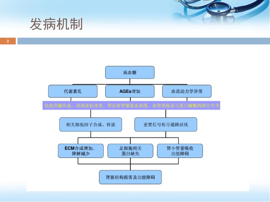 （优质课件）糖尿病肾病病理_第2页