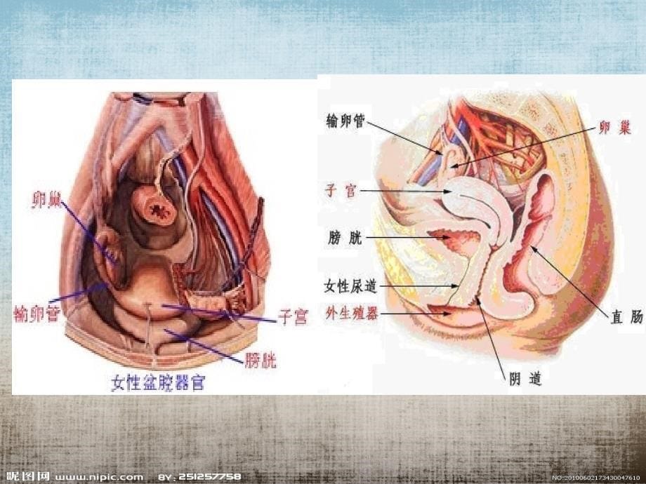 子宫下段剖腹产术_第5页