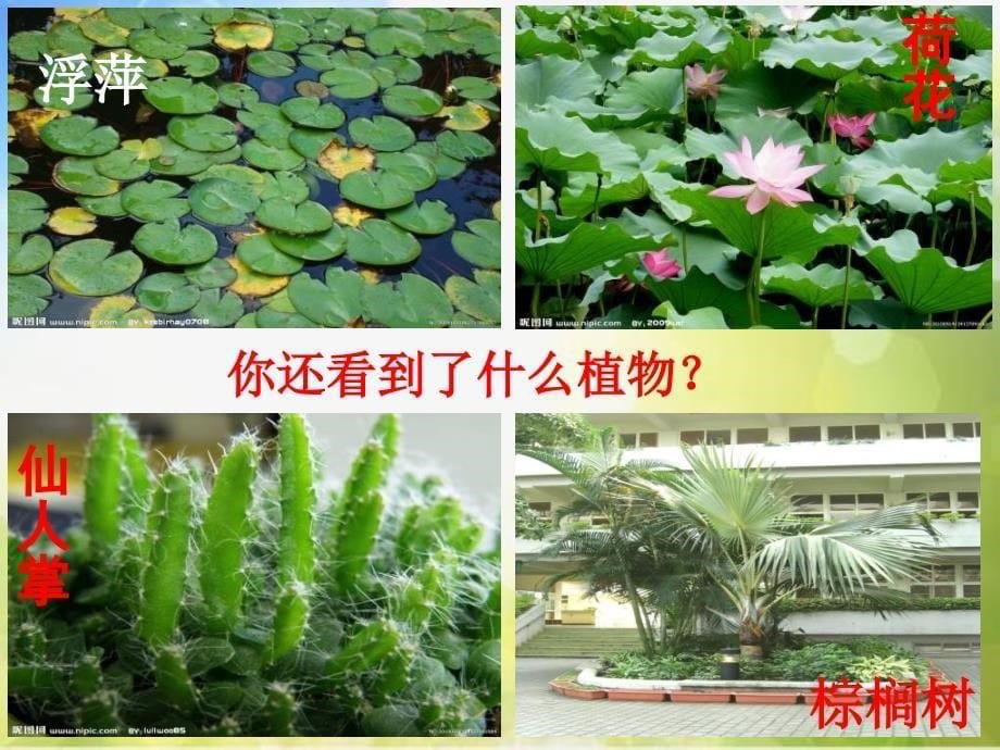 苏教小学科学三上《04校园里的植物》PPT课件(13)_第5页