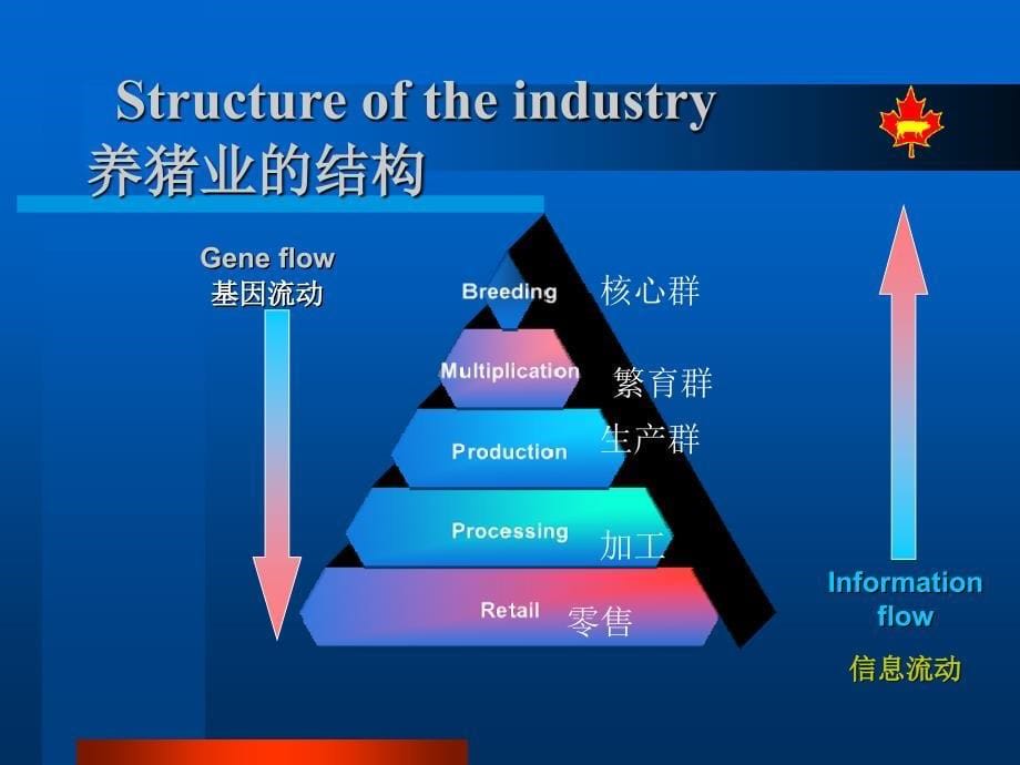 加拿大猪改良方案页PPT_第5页