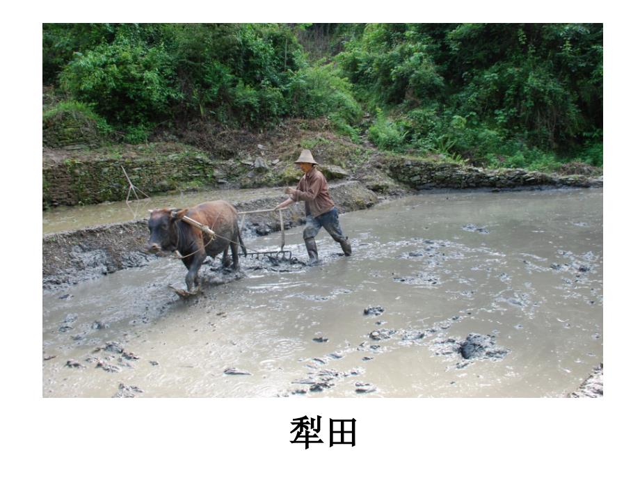 第三章第二节以种植业为主的农业地域类型_第4页