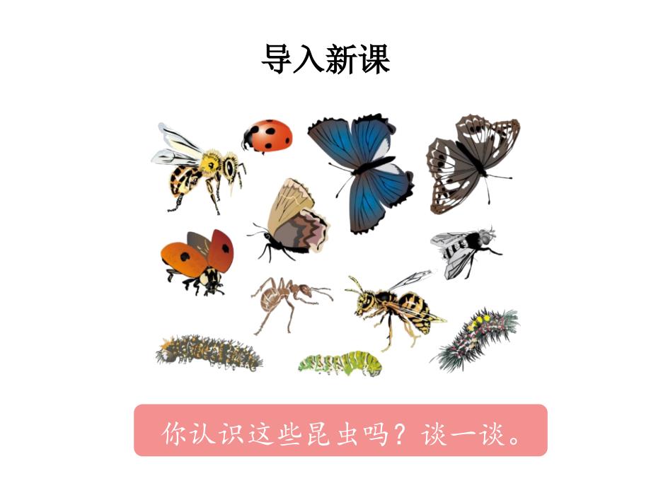 昆虫备忘录教学课件2_第2页