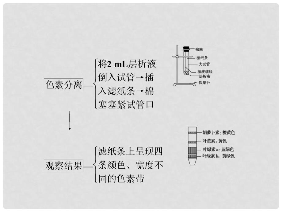 高中生物 专题活动 光合色素的提取与分离课件 浙科版必修1_第4页