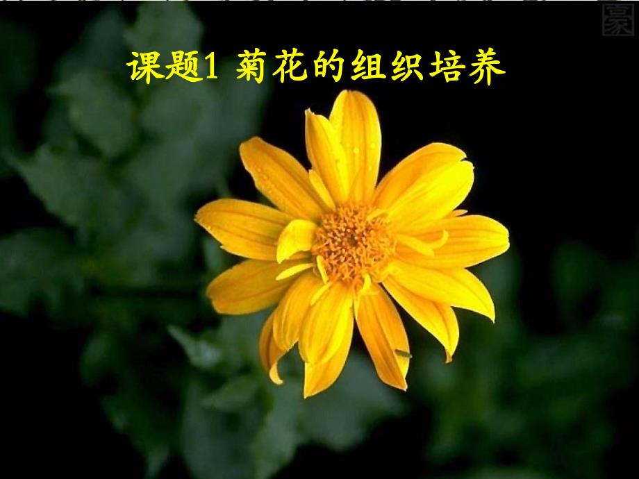 人教版教学课件菊花的组织培养_第2页