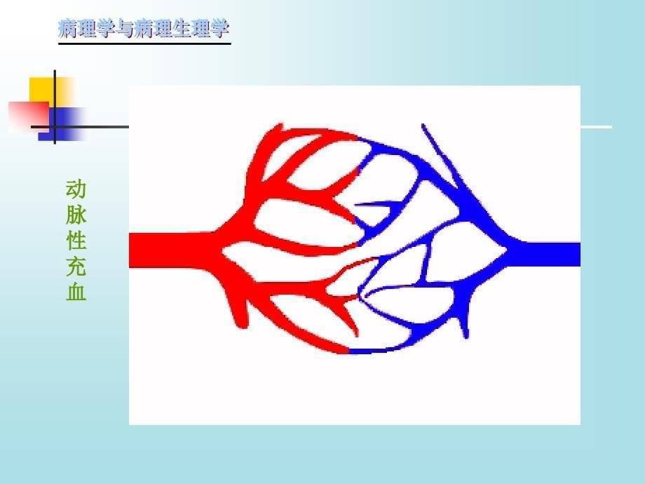 实验2局部血液循环障碍_第5页