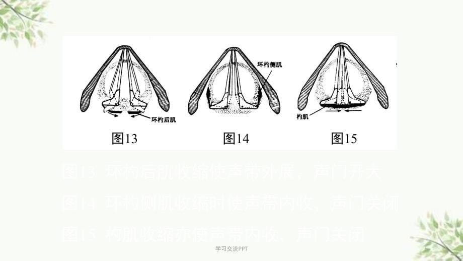 喉弹性膜课件_第5页