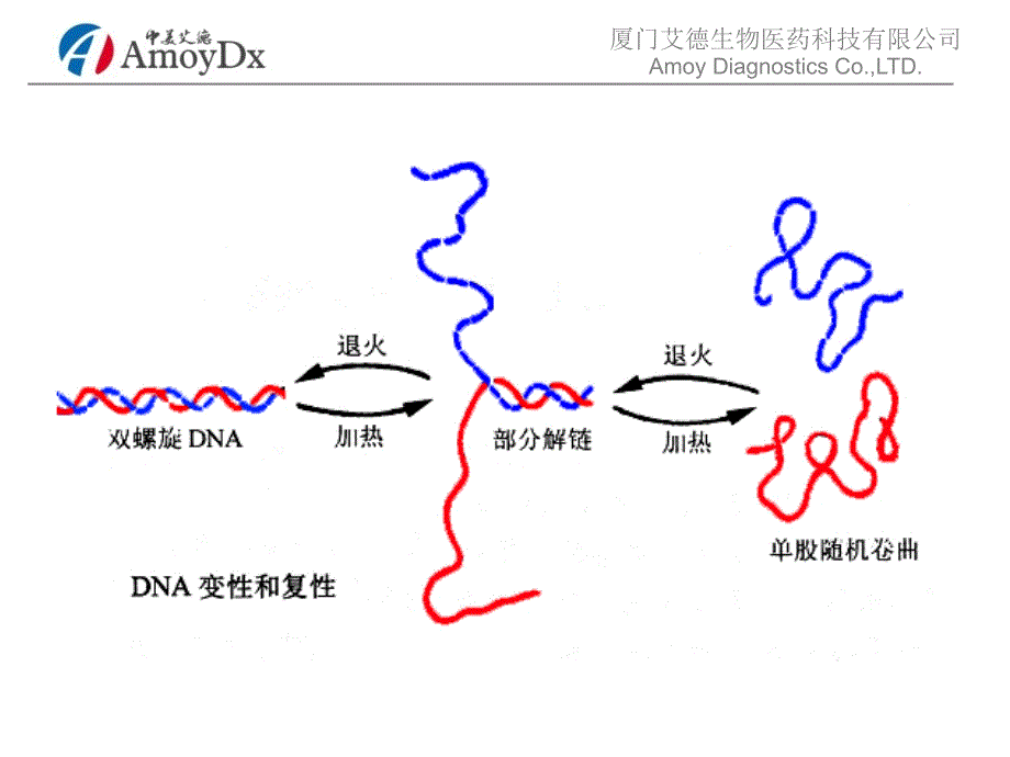 PCR原理介绍_第4页