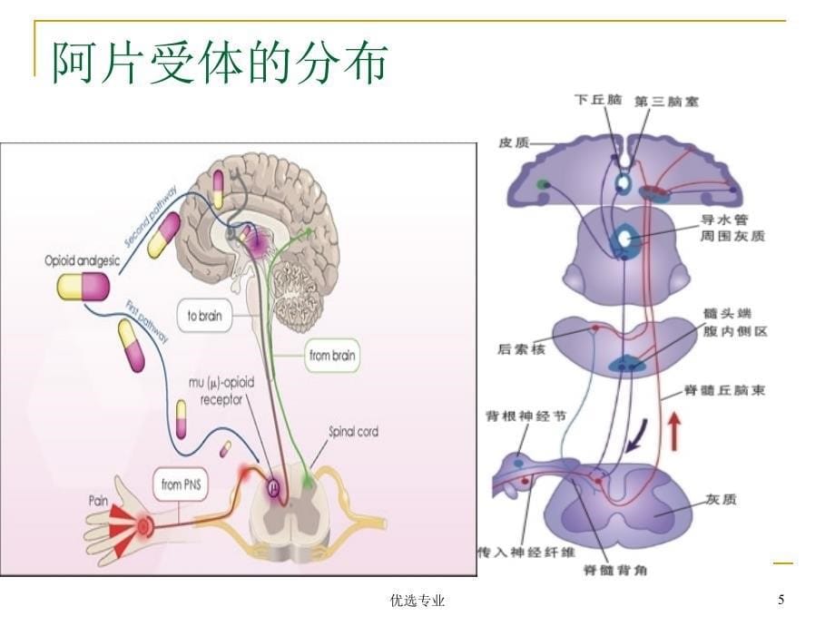 疼痛的药物治疗(麻醉性镇痛药)【专业研究】_第5页