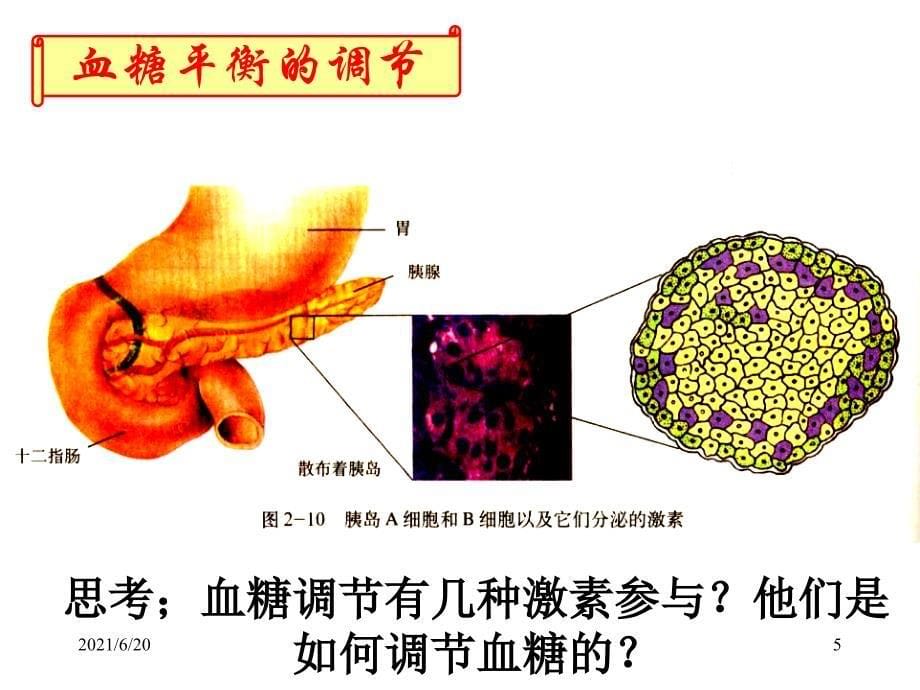 血糖平衡的调节新的_第5页