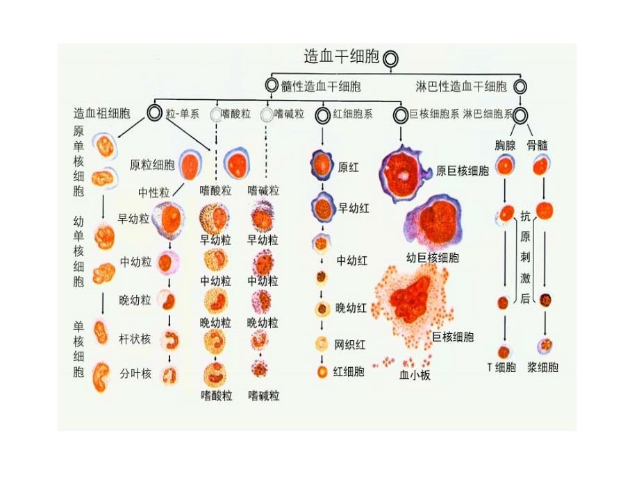 护考血液系统课件_第2页