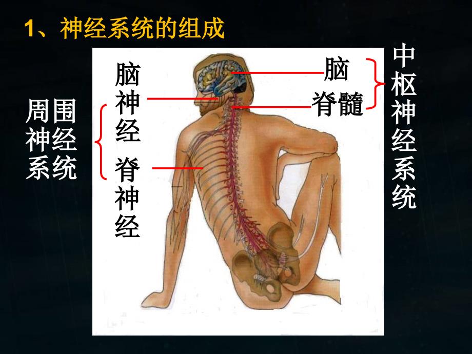 21通过神经系统的调节_第3页