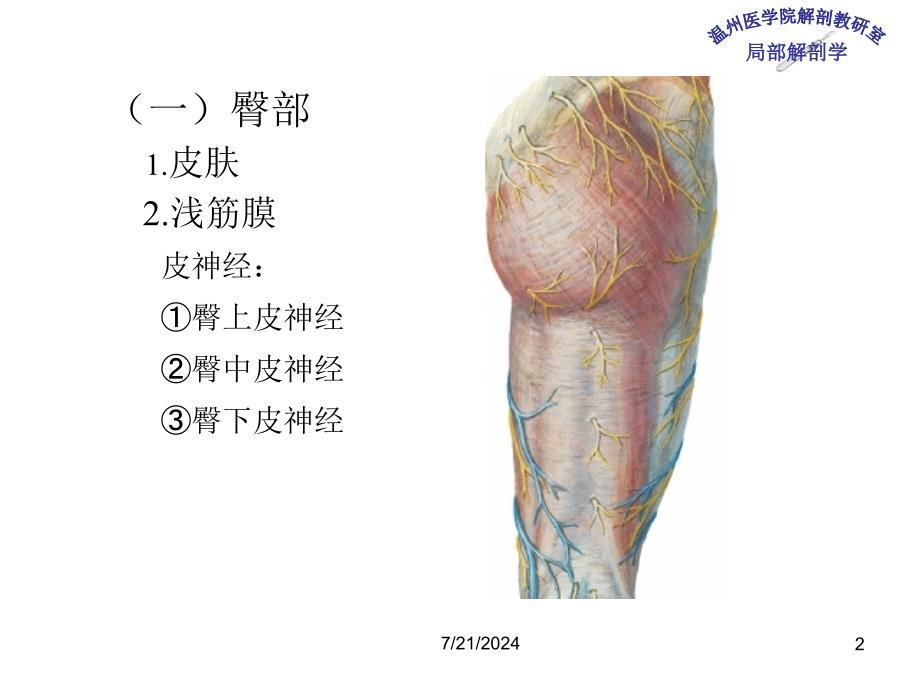 《局部解剖学》教学课件：11 臀部及股后区_第2页