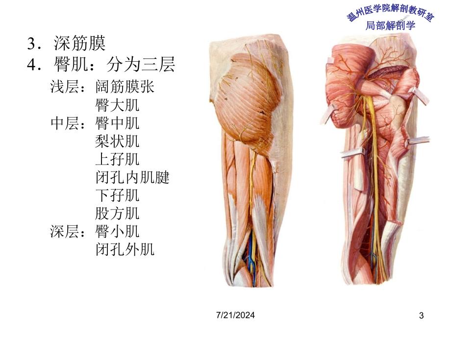 《局部解剖学》教学课件：11 臀部及股后区_第3页