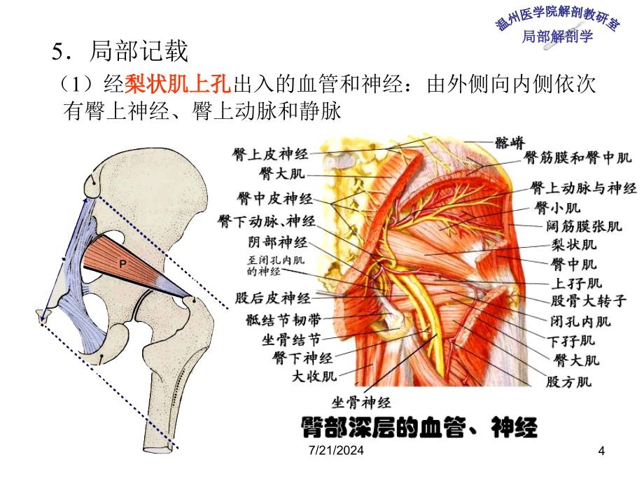 《局部解剖学》教学课件：11 臀部及股后区_第4页