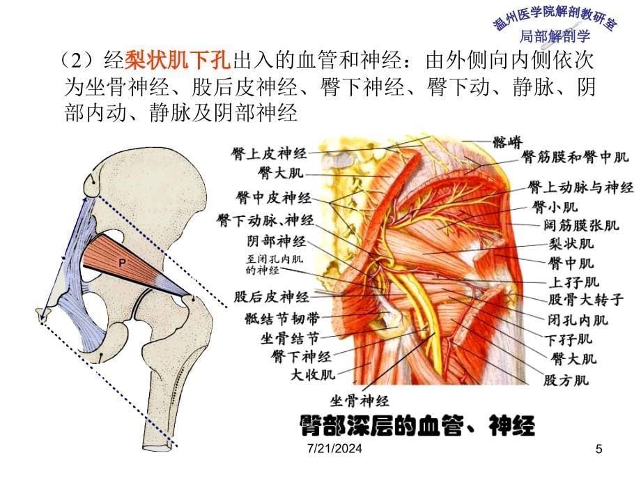 《局部解剖学》教学课件：11 臀部及股后区_第5页