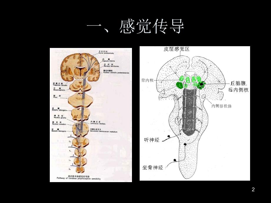 2神经冲动的传导_第2页