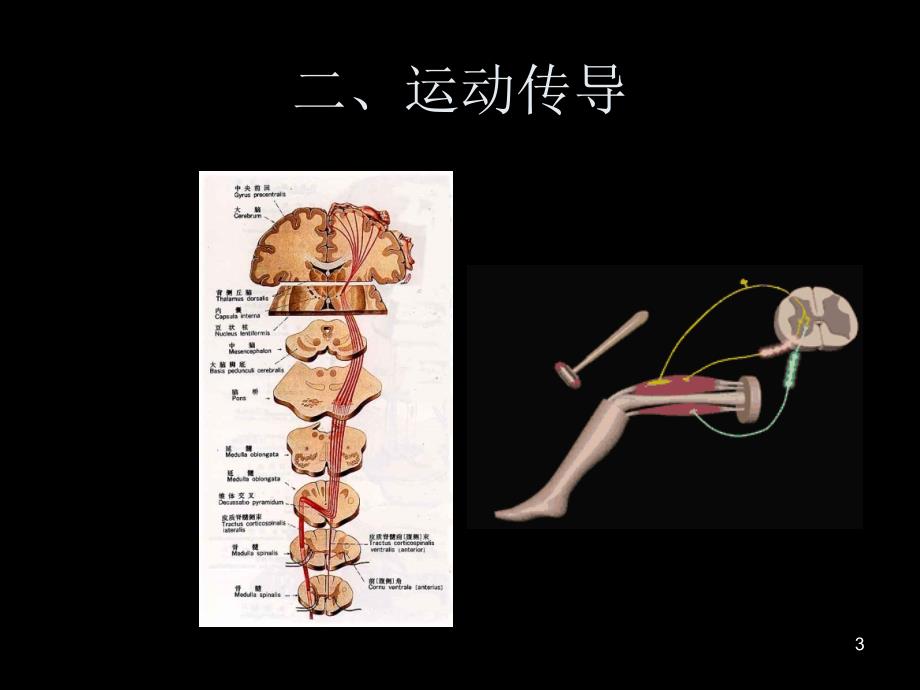 2神经冲动的传导_第3页