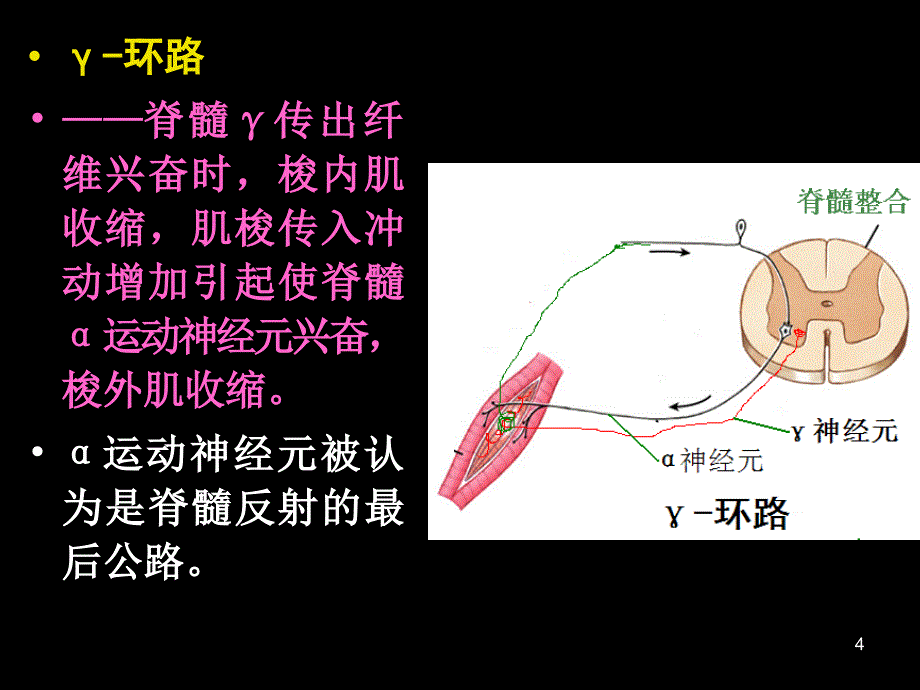 2神经冲动的传导_第4页