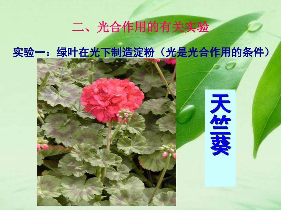 绿色植物的光合作用专题复习.ppt_第3页