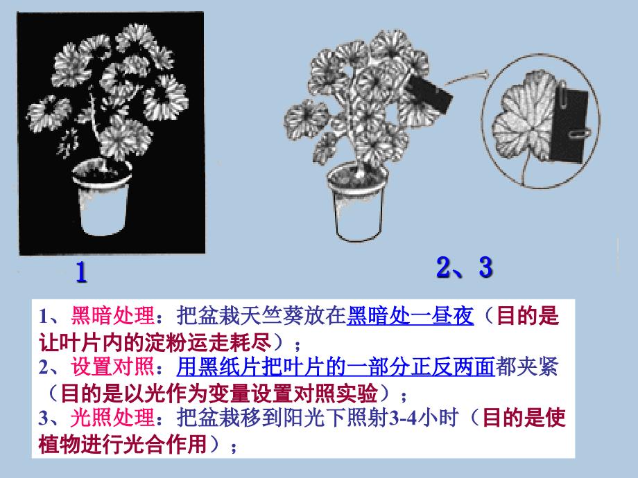 绿色植物的光合作用专题复习.ppt_第4页