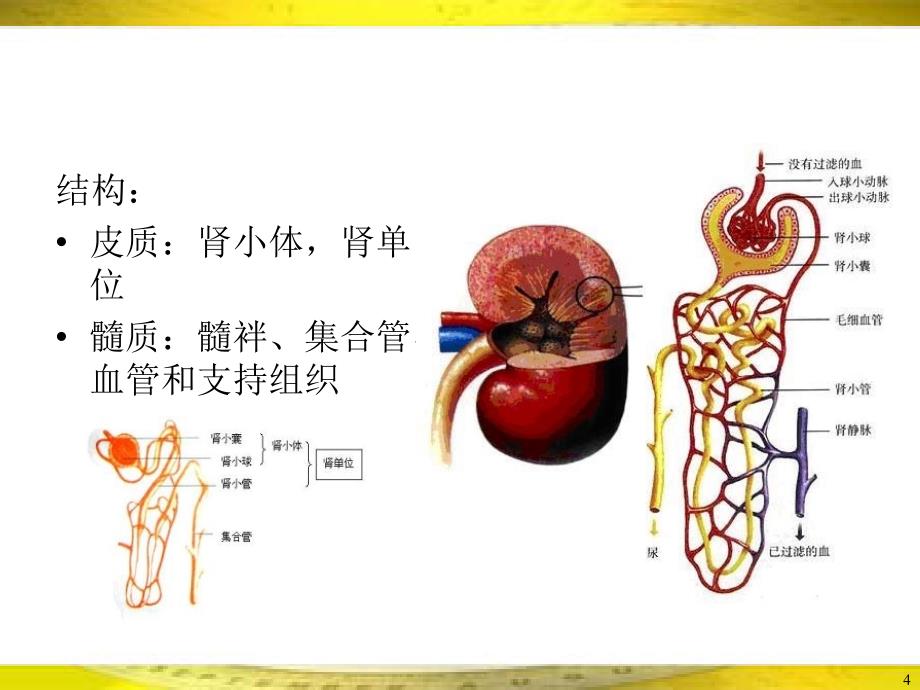 动物的形态与功能最新课件_第4页