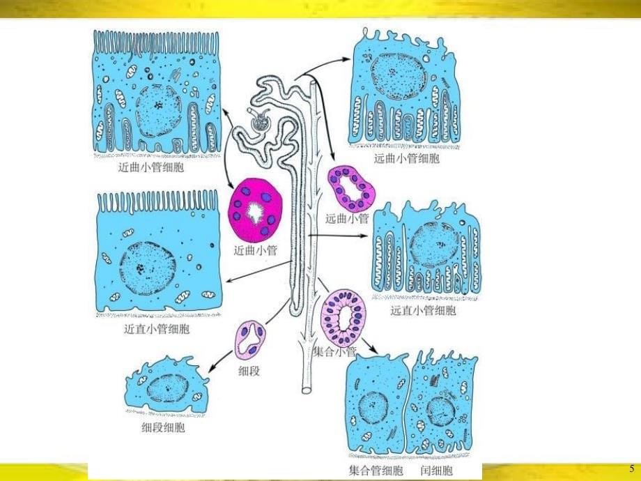 动物的形态与功能最新课件_第5页