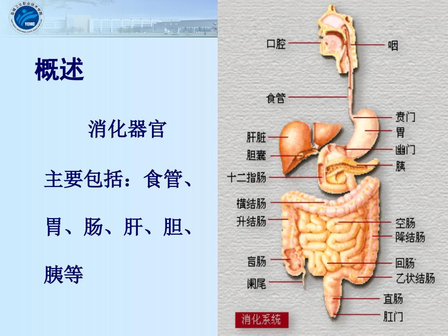 1消化系统疾病病人常见症状体征的护理_第2页