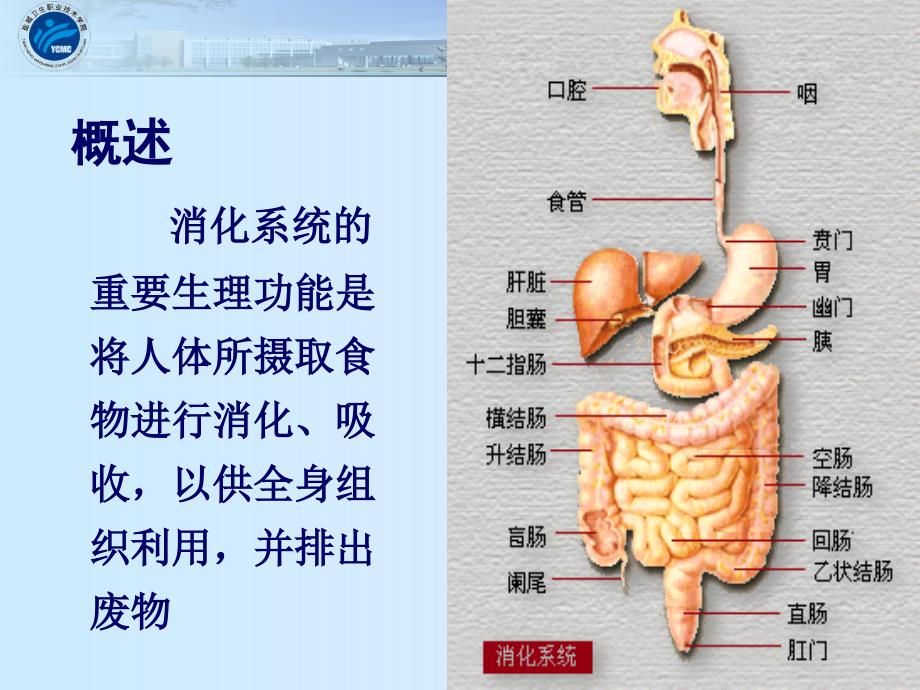 1消化系统疾病病人常见症状体征的护理_第3页