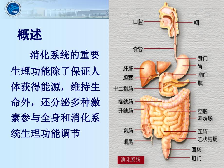 1消化系统疾病病人常见症状体征的护理_第4页