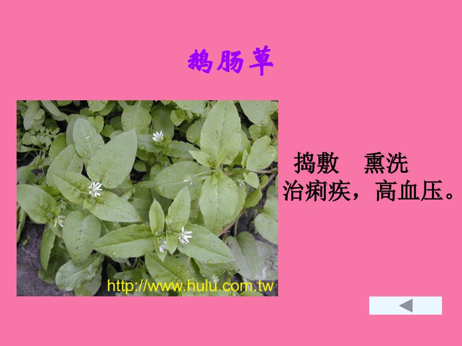 李时珍夜宿古寺草药ppt课件_第4页