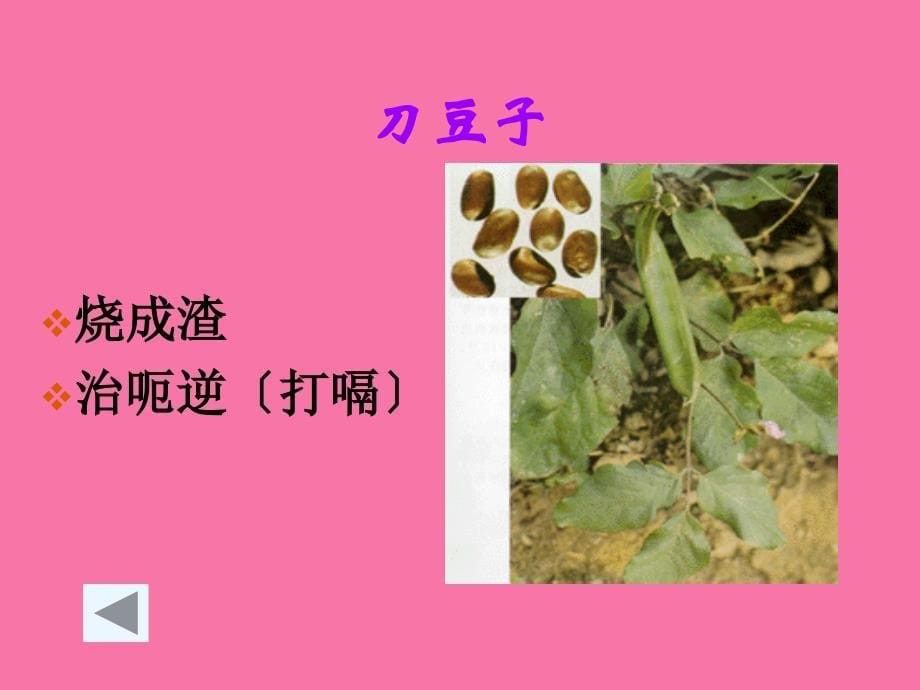 李时珍夜宿古寺草药ppt课件_第5页