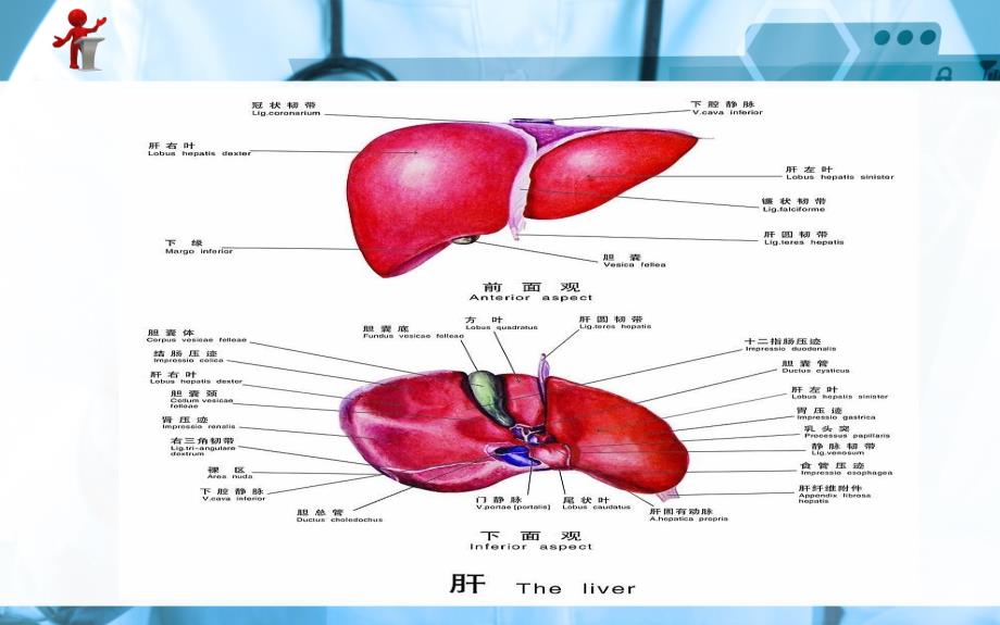 第十六章第三节原发性肝癌病人的护理_第2页