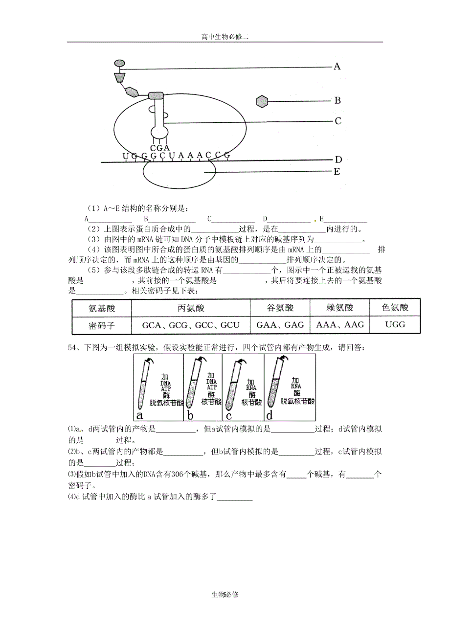 苏教版试题试卷生物：苏教版必修二 43 基因控制蛋白质的合成(同步测试题).doc_第5页