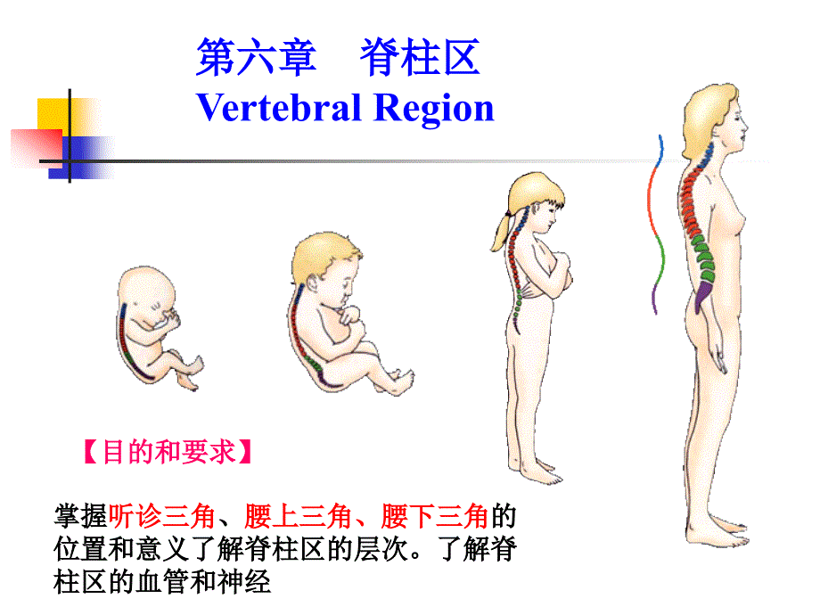 脊柱区解剖ppt课件_第2页