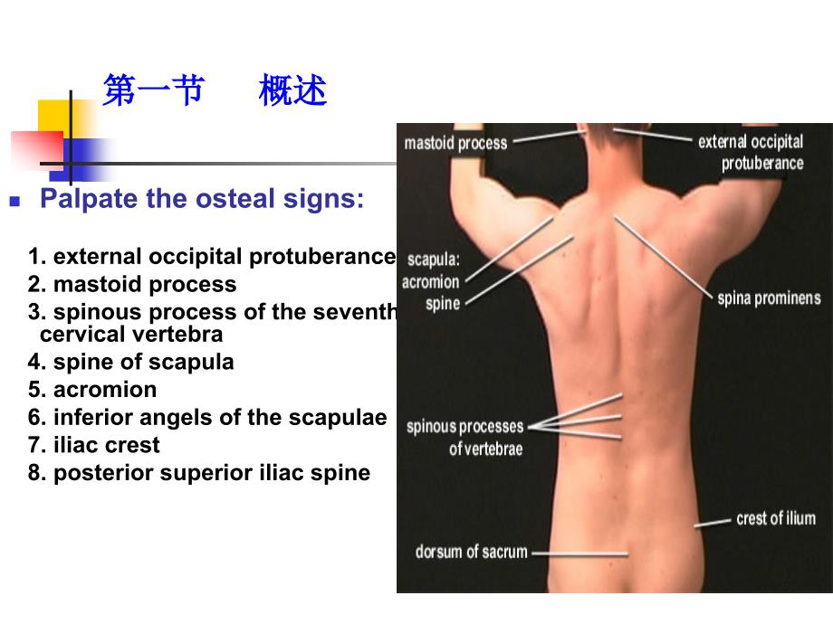 脊柱区解剖ppt课件_第3页
