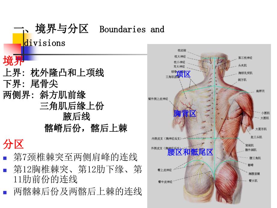 脊柱区解剖ppt课件_第4页