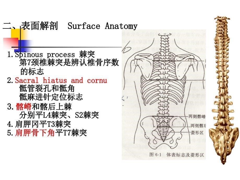 脊柱区解剖ppt课件_第5页