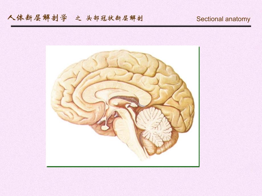 人体断面解剖学头部冠状断层解剖PPT课件_第4页