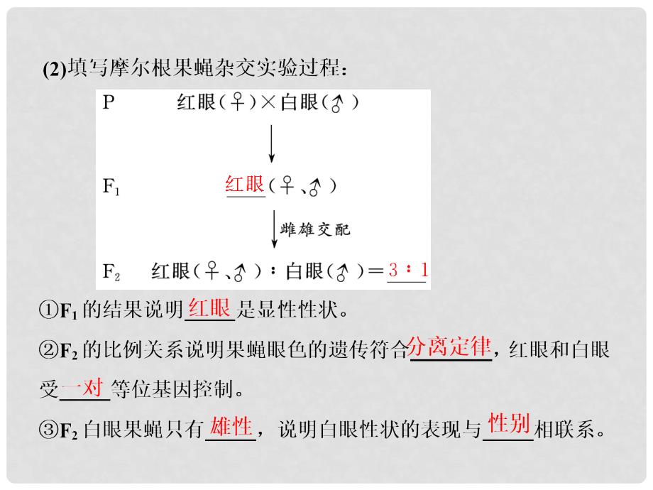 高考生物一轮复习 第一单元 遗传的基本规律与伴性遗传 第三讲 基因在染色体上和伴性遗传课件（必修2）_第3页