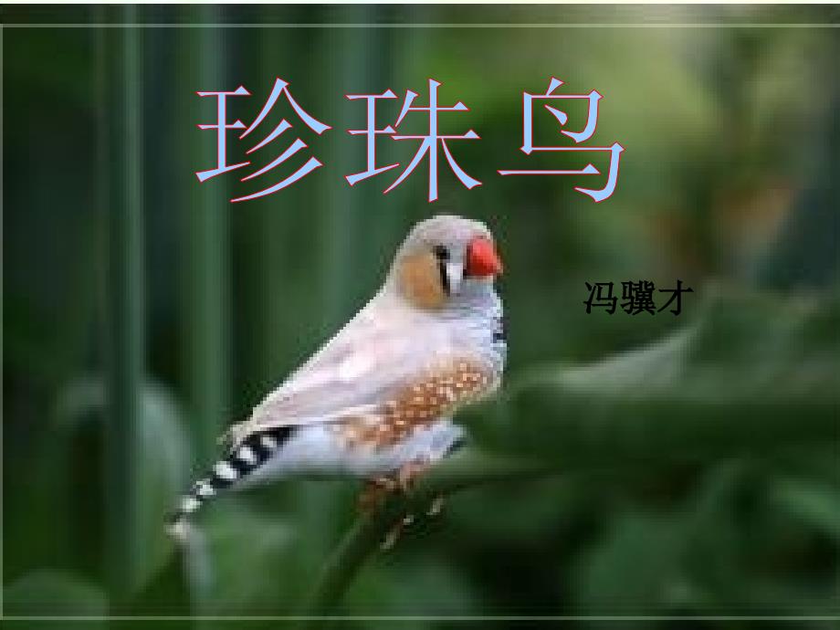 五年级上册16《珍珠鸟》_第1页